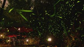 螢火蟲(圖/翻攝自柯文哲臉書)