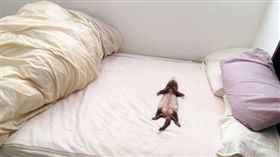 雪貂大字型躺在床上。（圖／翻攝自Twitter帳號：@guunondai）