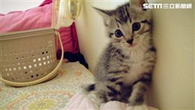 貓,喵星人,毛小孩,貓咪 圖／資料照