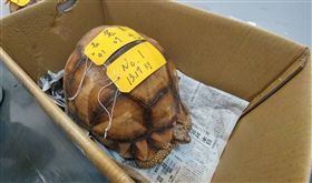 安哥洛卡象龜,走私,昂貴,保育類,野生動物
圖／中央社