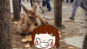 奈良,鹿,日本,餵食,鹿仙貝,餅乾,搶食 圖／翻攝自網友nnagissa推特https://goo.gl/7qSgd7