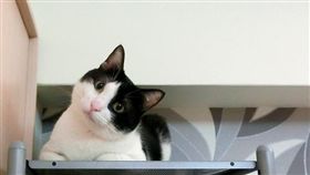 寵物滔客(圖片版權屬於滔客線上雜誌)