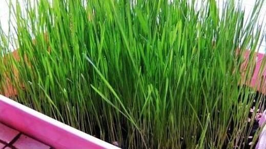 最原始的天然化毛膏　貓草培植這樣做