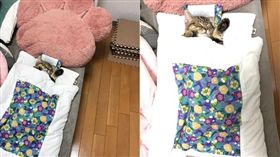 貓咪「蘭丸」在專用床上睡覺。（合成圖／翻攝自Twitter帳號：@marurii1107）