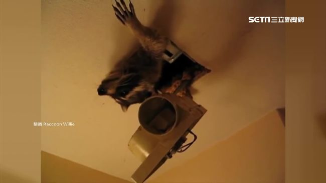 浣熊界「阿湯哥」！天花板垂降耍特技