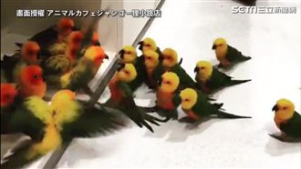 鸚鵡也有古惑仔？最吵鸚鵡幫派對決