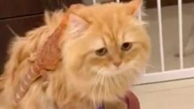 陳維維飼養的胖虎不怕掃地機器人，坐在上頭悠游在客廳中，背後意外有隻蜥蜴乘客。（圖／翻攝陳維維臉書）