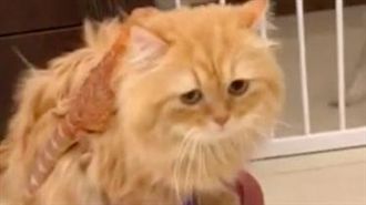 喵皇駕到！搭掃地機器人巡視牠搭便車