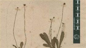 雛菊「收藏」／澳洲廣播公司網站