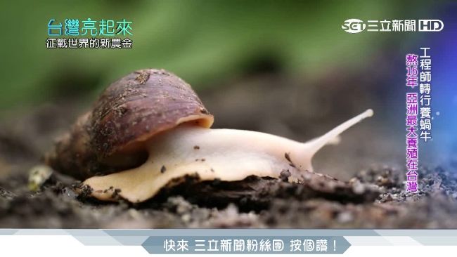 工程師轉行養蝸牛　美食加面膜攻亞洲