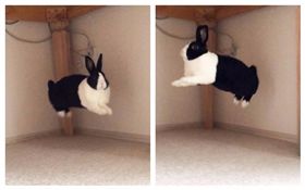  兔寶寶瞬間漂浮　可愛模樣擄獲網友心（組圖／翻攝自たまご@Tamago130424　Twitter）
