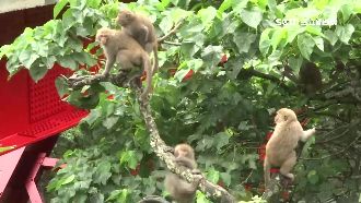 獼猴拿碎石砸遊客　天空步道再度封閉