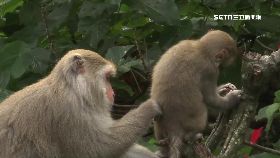 F獼猴封步道1600