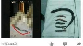 大陸,全裸,直播,素人,鱔魚,自慰,微博