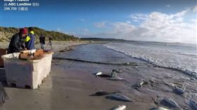 鮭魚,紅肉,白肉,野生,養殖,料理,氾濫,過剩,澳洲,廚師 圖／翻攝自ABC Landline臉書影片https://goo.gl/dhFKrk