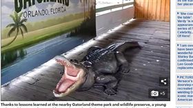 ▲女童從鱷魚口中逃脫。（圖／翻攝自《每日郵報》）
http://www.dailymail.co.uk/news/article-4486252/Girl-10-reveals-fought-9-foot-gator.html