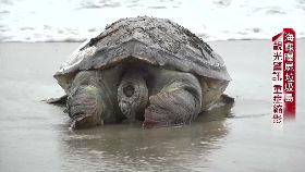 調查短版(瀕死產業鏈)