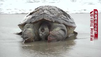 海龜曝屍「垃圾島」　觀光業重症縮影