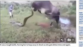 ▲母牛替小牛復仇。（圖／翻攝自《每日郵報》）
http://www.dailymail.co.uk/news/article-4485228/Shocking-moment-angry-mother-cow-attacks-anaconda.html