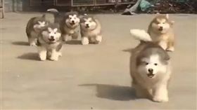 月月,哈士奇,寵物,毛孩,萌,愛上毛們
(圖片來源:臉書@บ้านหมายักษ์ Giant Alaskan Malamute By Siam Thailand Dog Chiang Mai)