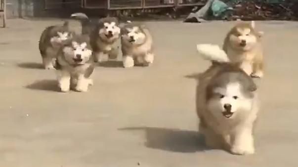 小月月齊步走　晃頭晃腦勾錐嘎嫑嫑的