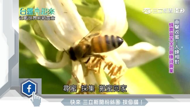 亞洲蜂王領蜂群　打造高營收甜蜜王國