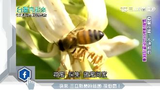 亞洲蜂王領蜂群　打造高營收甜蜜王國