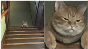  鏟屎官竟忘記餵食　主子趴在門口等候（圖／翻攝自可愛寵物中心微博