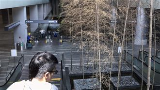 機捷綠景維護碰壁　「竹林瀑布」枯死