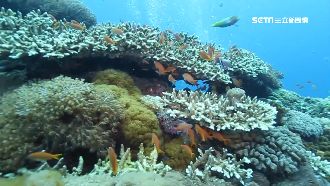 海洋天堂重生　直擊「綠羽珊瑚」產卵