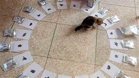 貓,幼貓.貓皇,飼主,飼料,鏟屎官,經驗,新手,圈,選擇　圖／翻射自今日頭條　https://goo.gl/3dHZBM