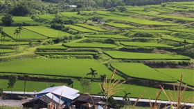 橙瓢蟲、長腳蛛（圖／翻攝自花蓮農改場）
http://www.hdares.gov.tw/view.php?catid=9898