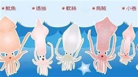 魷魚、透抽、軟絲跟花枝　圖／大陸網站