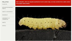 蠟蛾，Galleria mellonella，蠟蟲（圖／翻攝自《Down To Earth》）