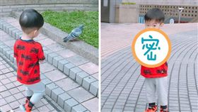 翔翔廣場餵鴿子…下秒竟上演搶食！樂將「餵食吐司」塞嘴裡
（圖／翻攝自范瑋琪臉書）