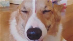 柯基,寵物,毛孩,萌,愛上毛們
(圖片來源:ig@Flikethecorgi)