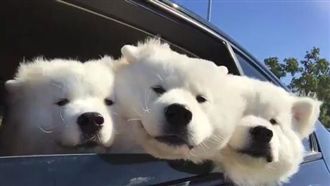 薩摩耶開車兜風　三寶卡車窗曬恩愛！