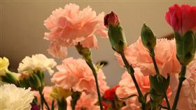 康乃馨 圖／攝影者Lindsey Turner, Flickr CC License
https://flic.kr/p/RHpS1