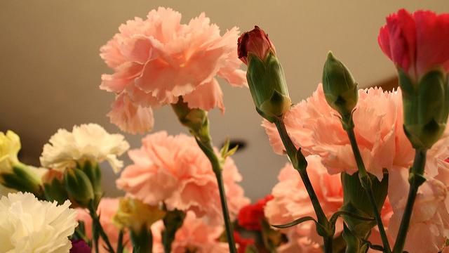 她創造了「母親節」　臨死前卻後悔了