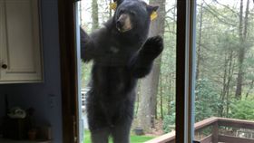 黑熊聞到蛋糕香味，竟趴在窗外流口水。（圖／翻攝自每日電訊報）