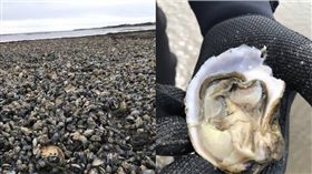 丹麥,生蠔,海岸,Miss灰灰費安娜　圖／翻攝自微博