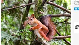 ▲正方體的動物。（圖／翻攝自Australian Photography）