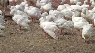 鵝毛滿天飛！居民怒指養鵝場汙染