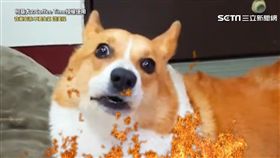 柯基嘎逼超生氣。
（圖／柯基犬のCoffee Time授權使用）