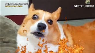 柯基攔阻把拔出門　奮力怒吼討肉肉