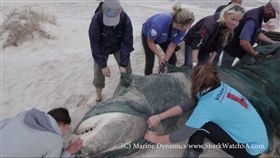  大白鯊遭獵食　圖／翻攝自Marine Dynamics臉書