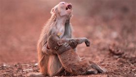 母猴抱著小猴子哀號（圖／翻攝自Avinash Lodhi臉書）