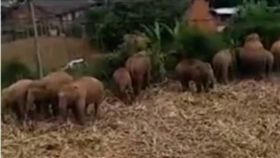 大陸,亞洲象,大象,野象,雲南,江城縣,曼老街村　圖／翻攝自秒拍