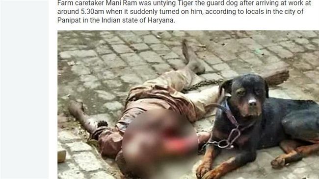 悚！看門狗突抓狂　管理員被咬死啃臉