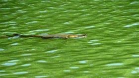 「福鱷」又名鱷雀鱔或大雀鱔、鱷魚火箭  圖翻攝日本《朝日新聞》